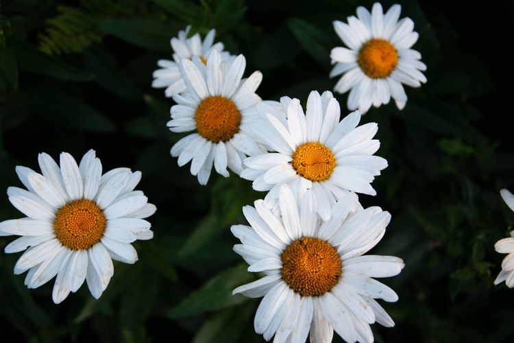 The marguerites leucanthemum are a genus of flowering plants in the daisy family. in summer daisies 