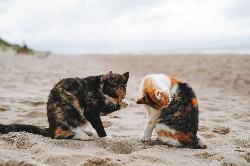 Cats on the sand by the sea in a storm