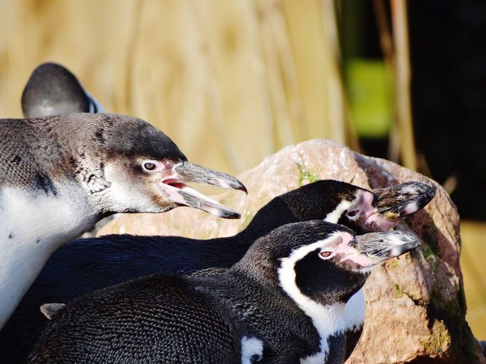 Penguins close up.