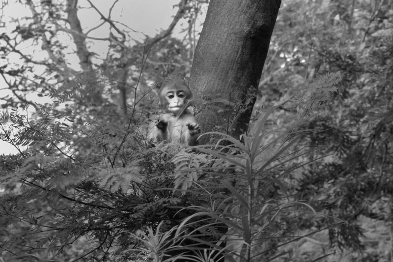 Portrait of cat on tree trunk