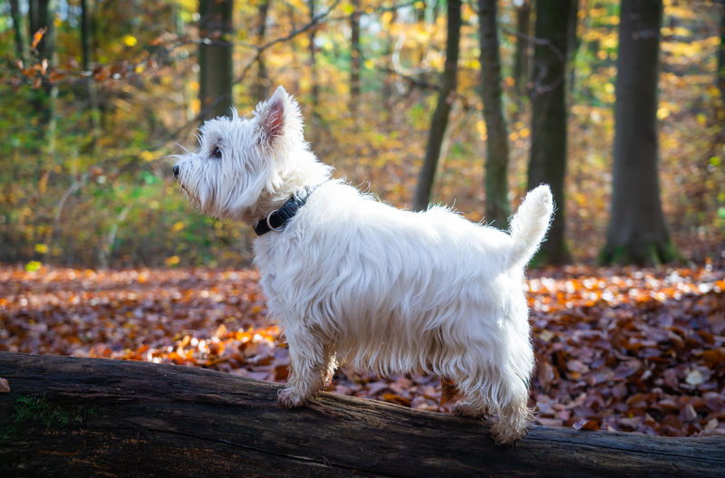 White dog on leaves during autumn