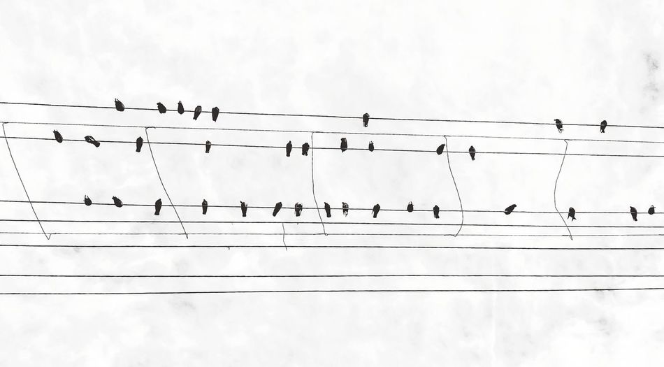 Flock of birds perching on cable against sky
