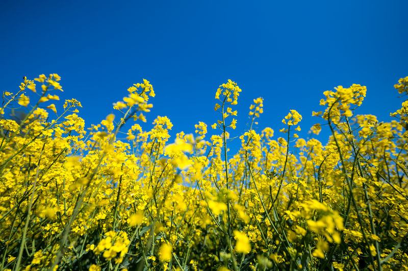 Yellow flowering plants on field against clear blue sky