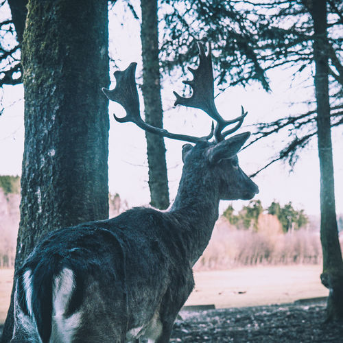 Deer on tree trunk against sky