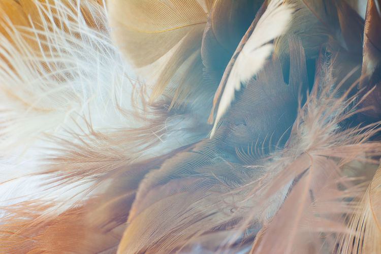 Full frame shot of feather