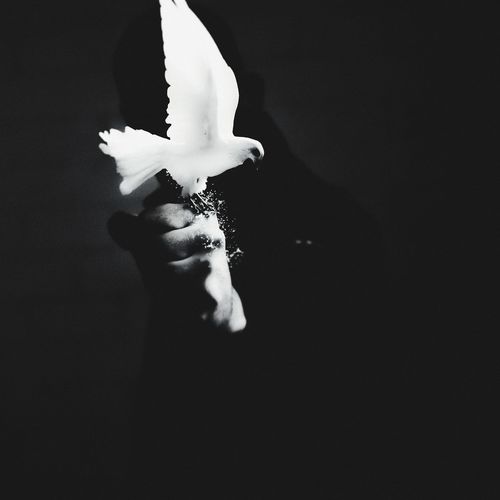 Close-up of hand holding umbrella over black background