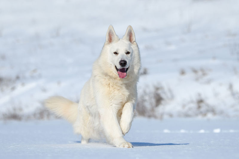White swiss shepherd dog running on snow in winter time