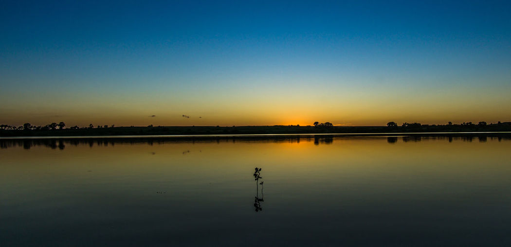 Lake with single plant by clear sky at dusk