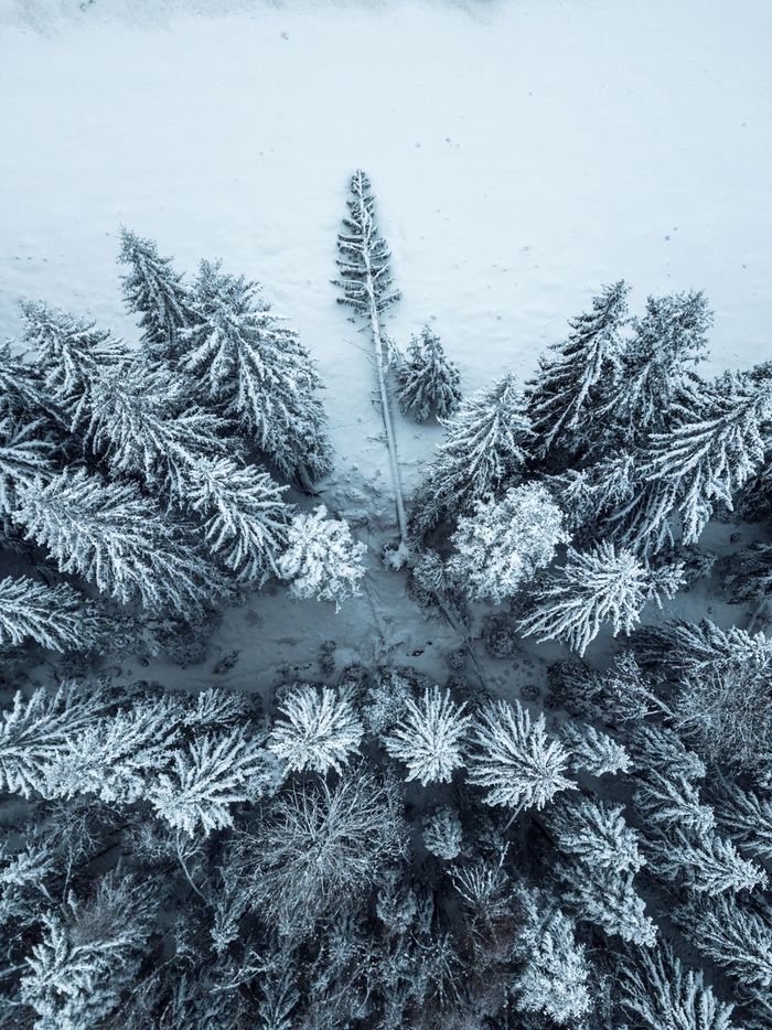 Aerial view of snow covered trees on field