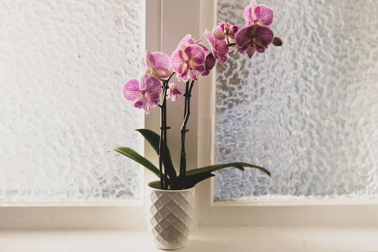 Close-up of pink orchids in vase at home