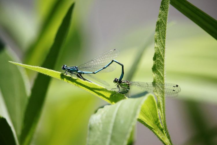 Close-up of dragonflies on leaf against blurred background