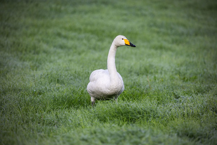 Swan on a field
