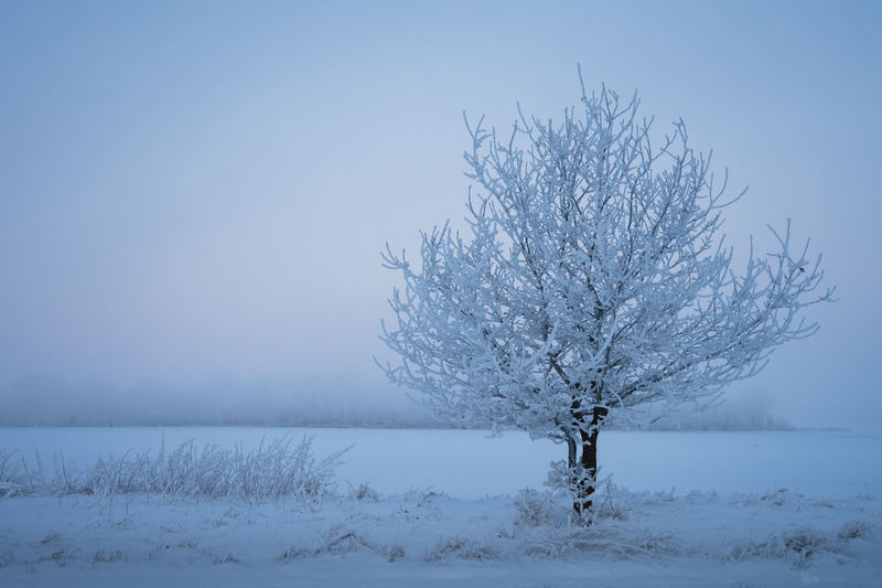 Single tree in winter