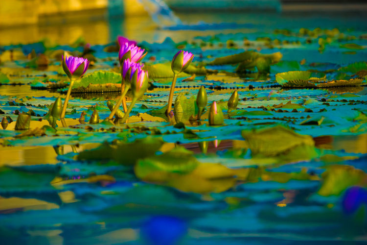 Close-up of flowers floating on water