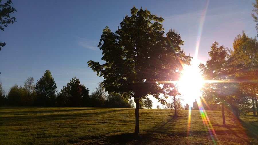 Trees on field against sky