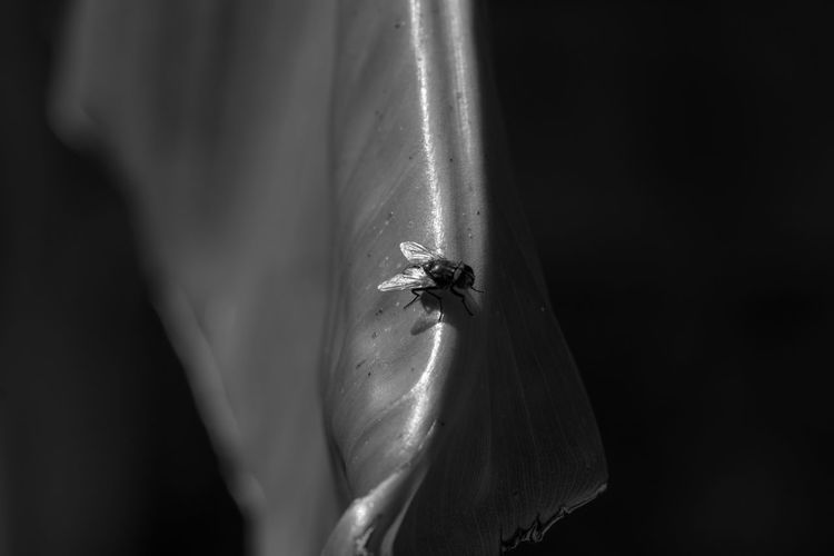 High angle close-up of housefly on leaf