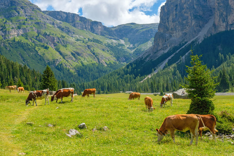 Grazing cows in the valley in a beautiful alp landscape