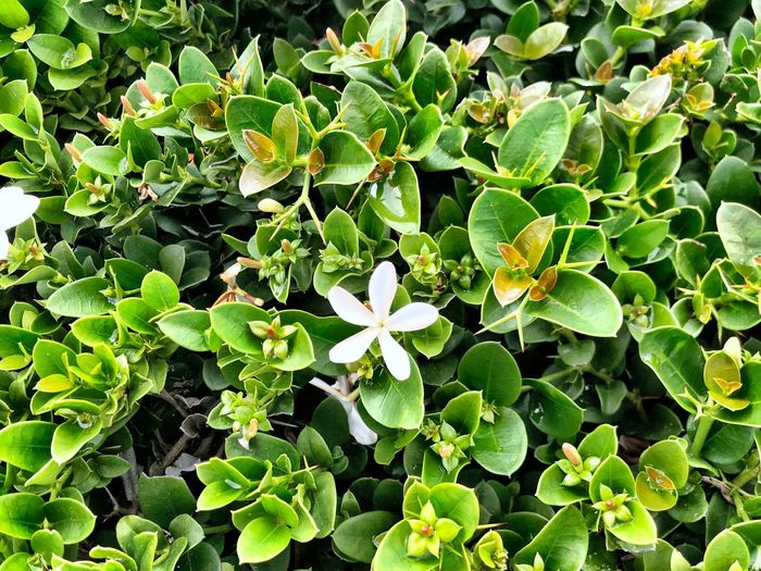High angle view of flowering plants