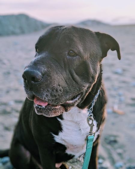 Close-up of a dog looking away
