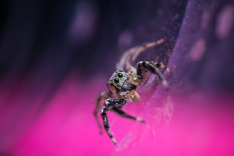 Spider jumping in thailand is a colorful picture.