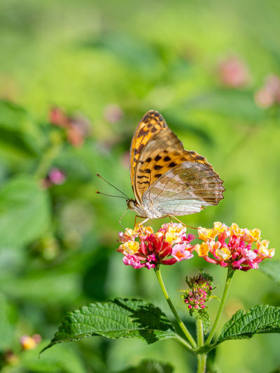 Butterfly pollinating on pink flower