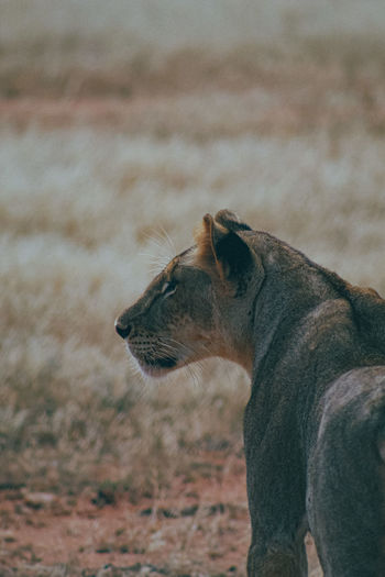 A side view of a lioness before a chase 