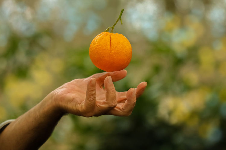 Cropped image of person holding orange fruit