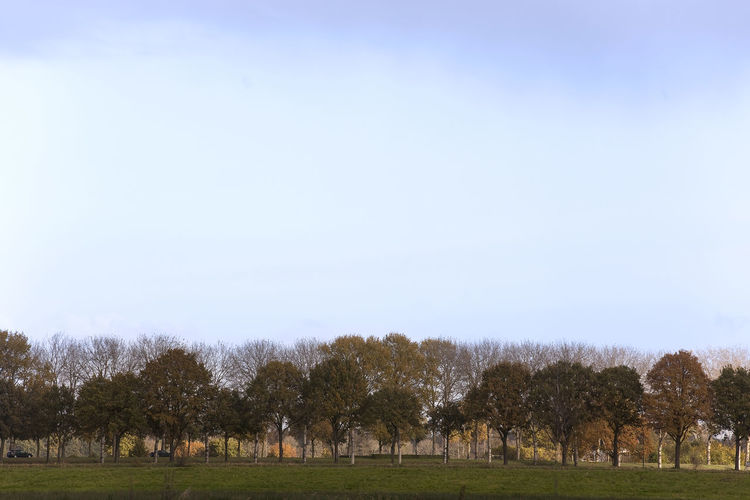 Trees on field against clear sky