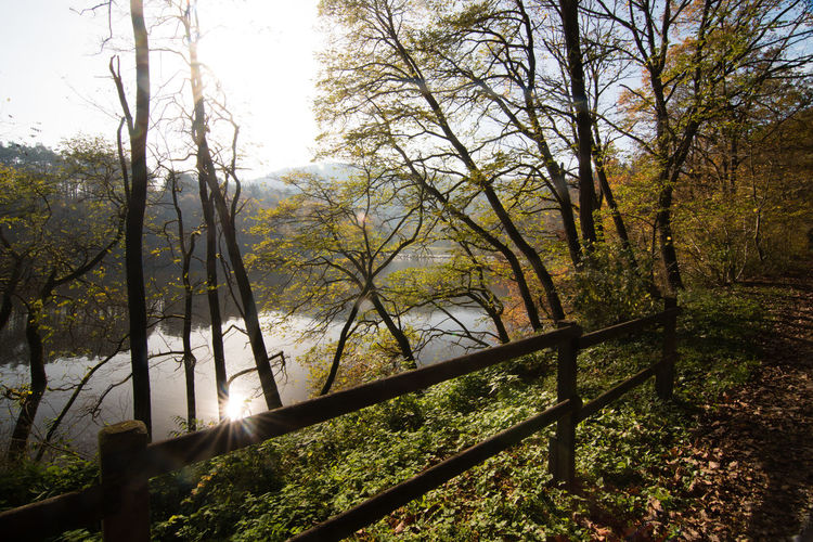 Trees in forest during autumn