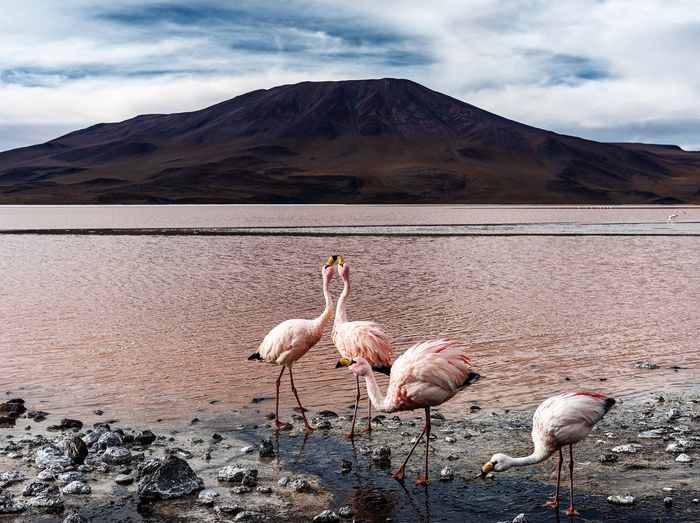 Flamingoes perching at lakeshore against sky