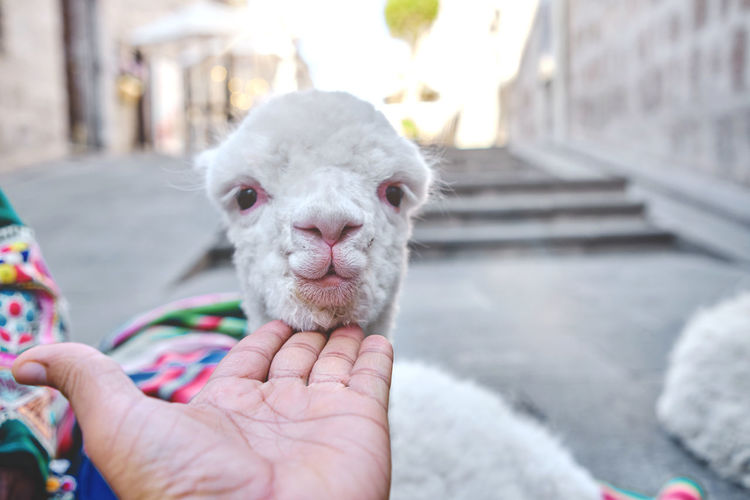 Funny baby llama on a windy day. south american camelid., arequipa, peru. selective focus