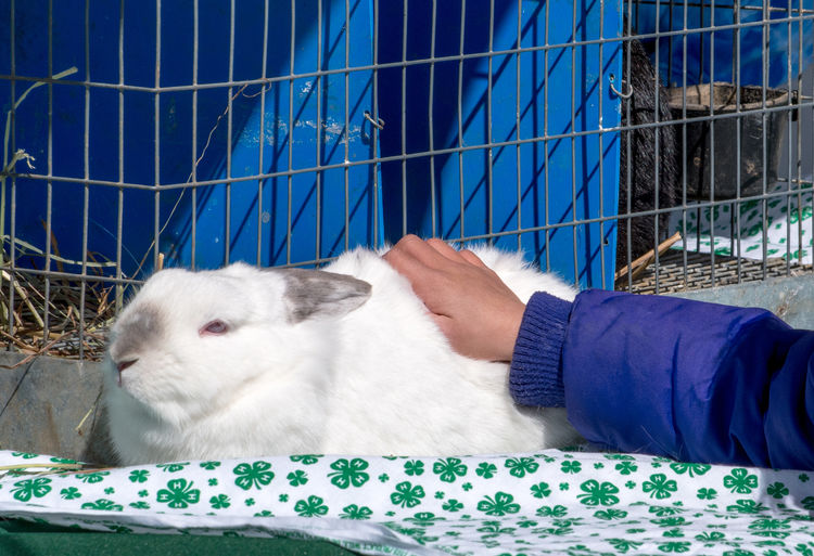 A child's hand touches a fluffy white rabbit that is on display at a 4-h petting zoo