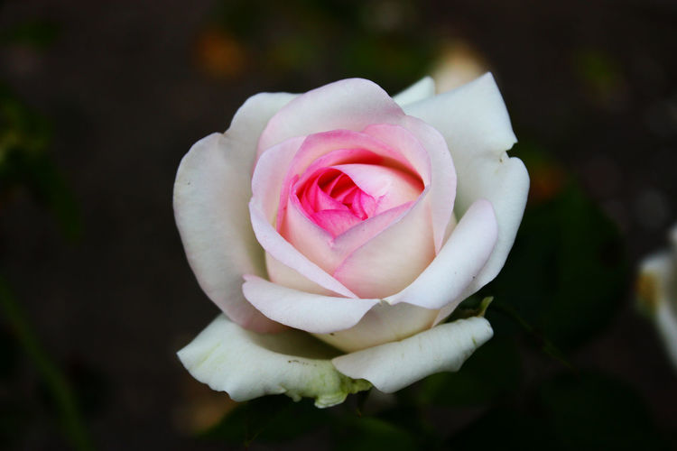 Close-up of rose