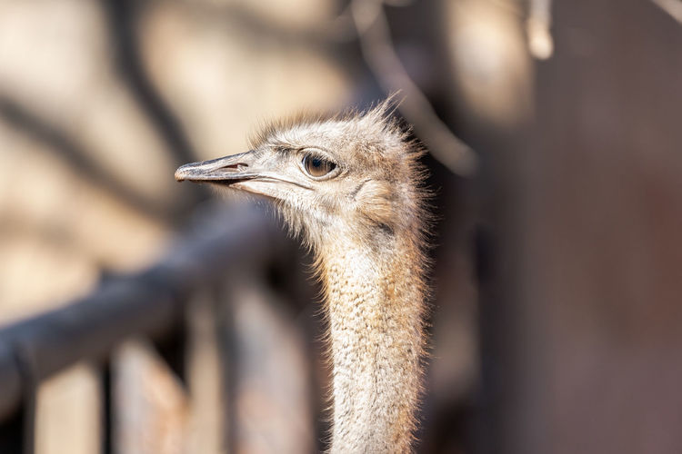 Close up of the legendary ostrich 