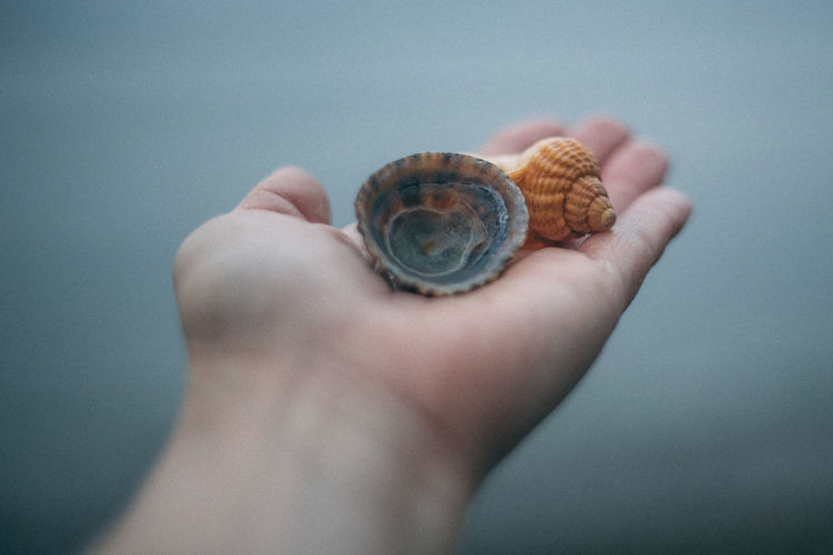 Close-up of human hand holding seashells