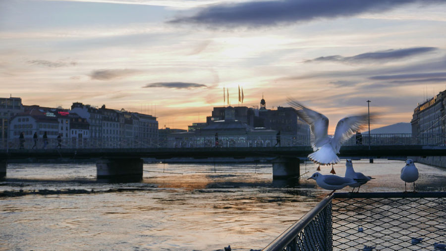 Seagulls on bridge over river against sky during sunset