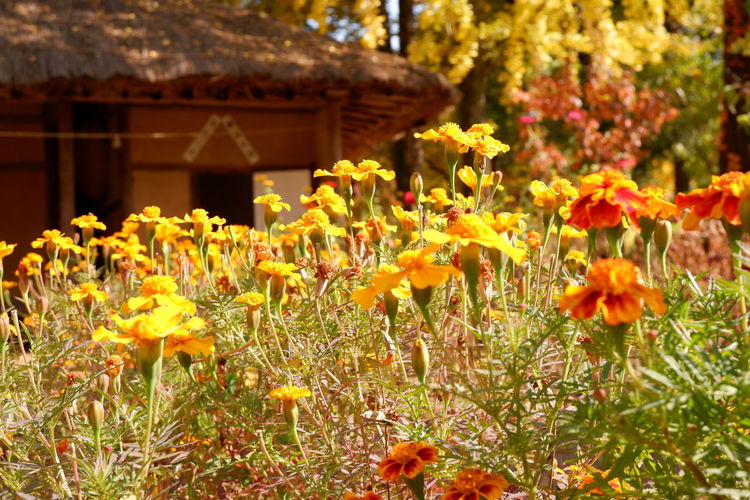 Close-up of yellow flowering plants on field in korean folk village