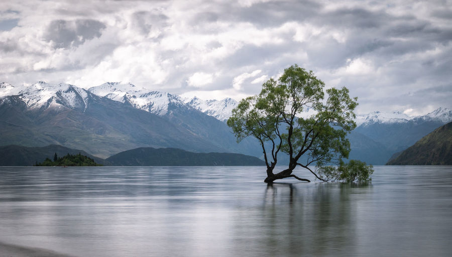 Willow tree growing in the middle of lake with mountains backdrop. wanaka tree new zealand 