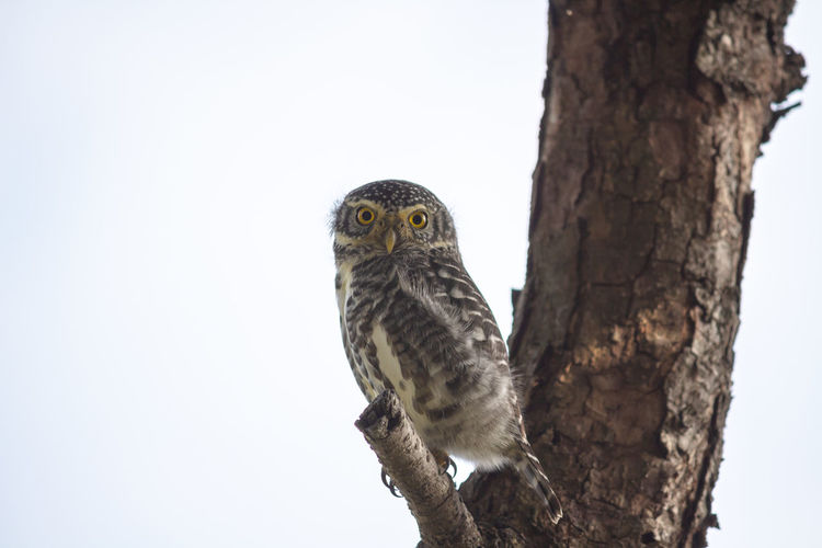Portrait of a collared owlet - wildlife photography - archives 2019