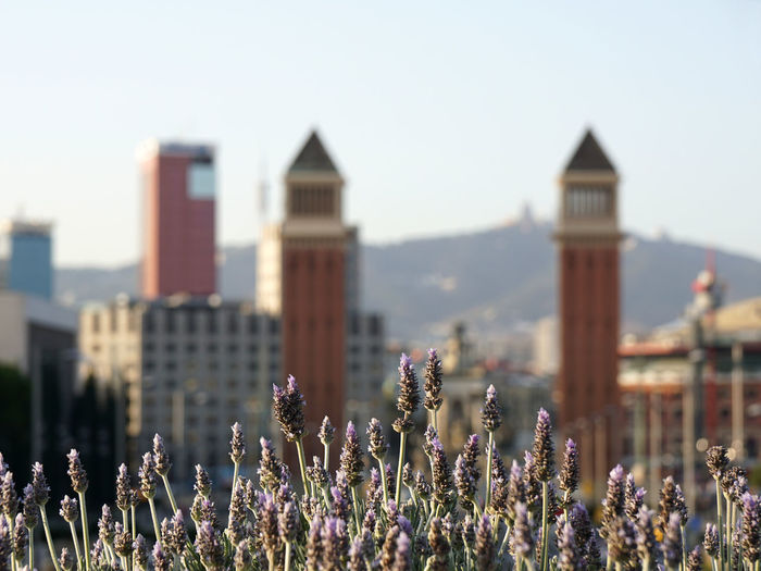 Plants growing against venetian towers in city