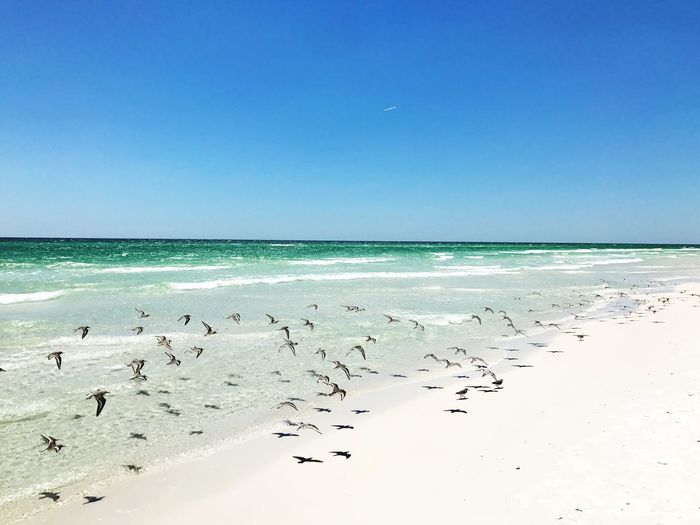 Flock of birds on beach against clear blue sky