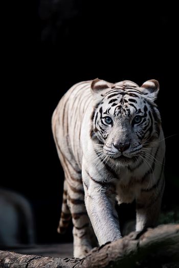 Close-up portrait of white tiger