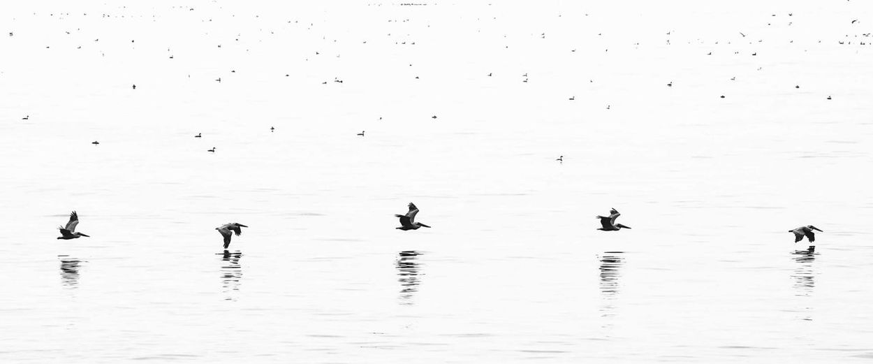 Flock of birds in water