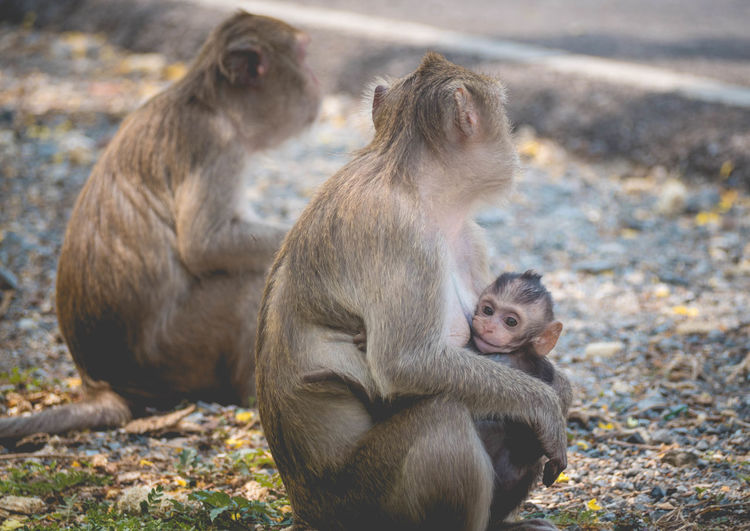Mother and her baby monkey. monkeys macaque in thailand, south east asia. happiness background