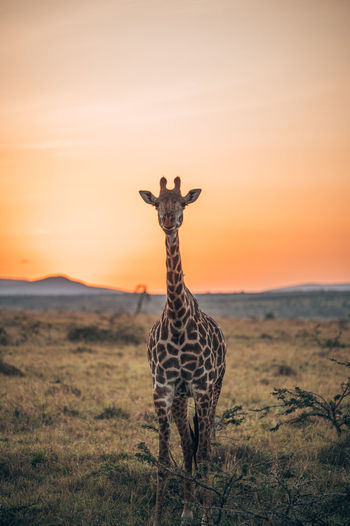 Giraffe standing on field during sunset