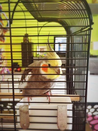 Cockatiel in birdcage
