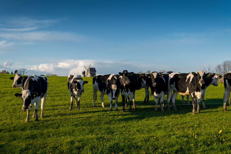 Cows grazing on field against sky