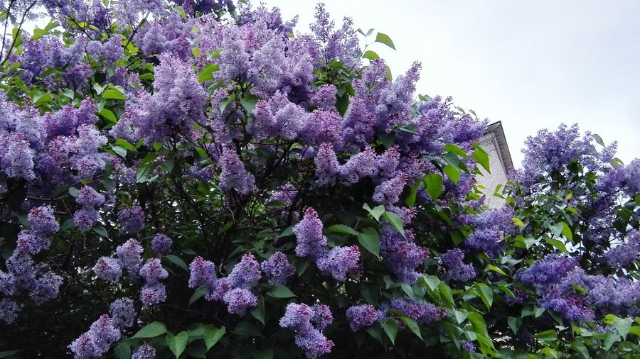 Purple flowers blooming on tree