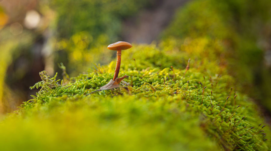 Tiny poisonous mushroom in nature