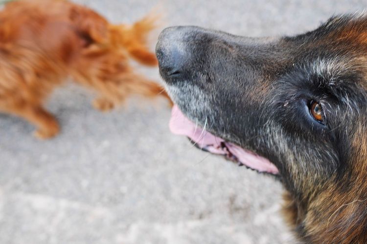 High angle view of dogs on footpath